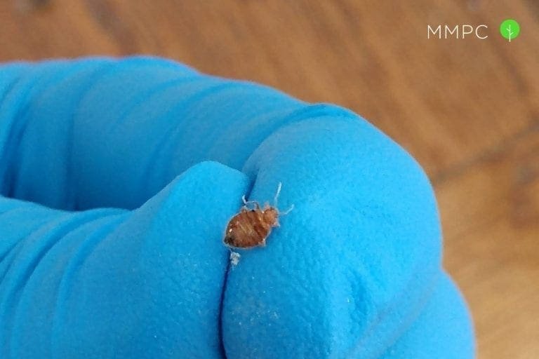 How to Get Rid of Bed Bugs 7 Mistakes to Avoid