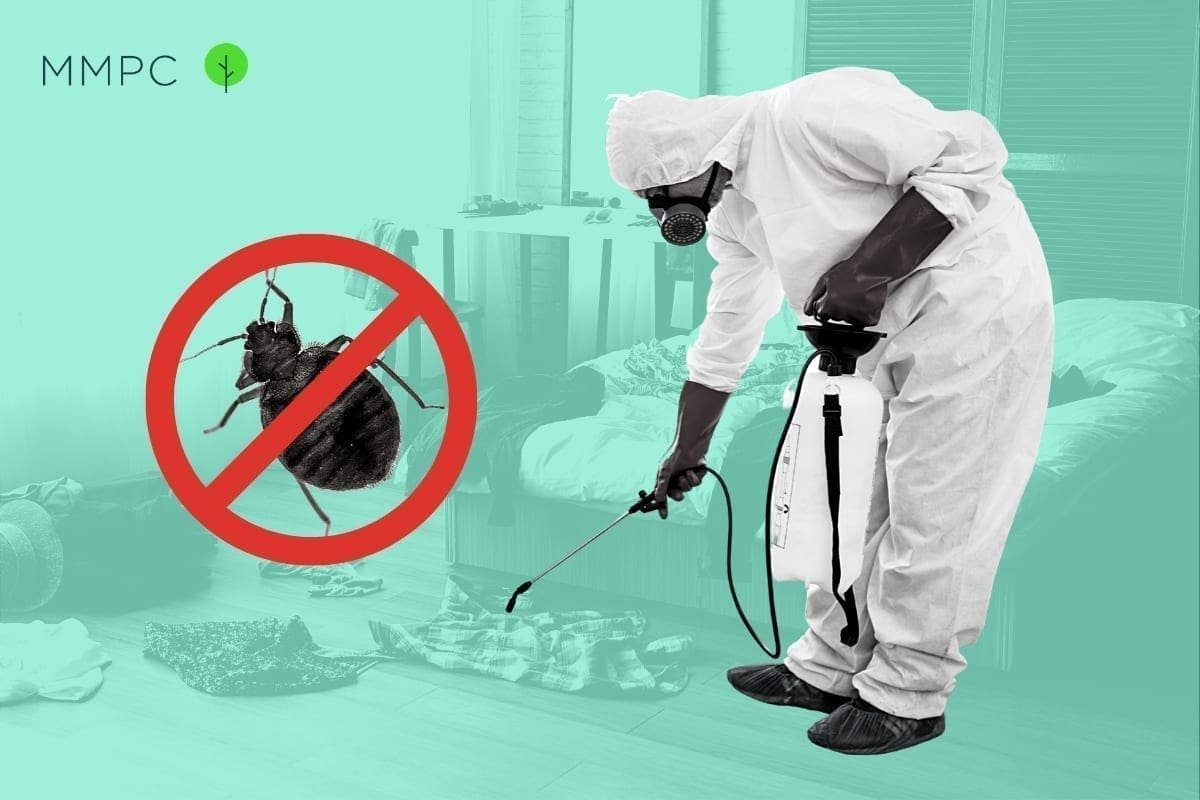 Bed bugs: Do-it-yourself control options - Insects in the City