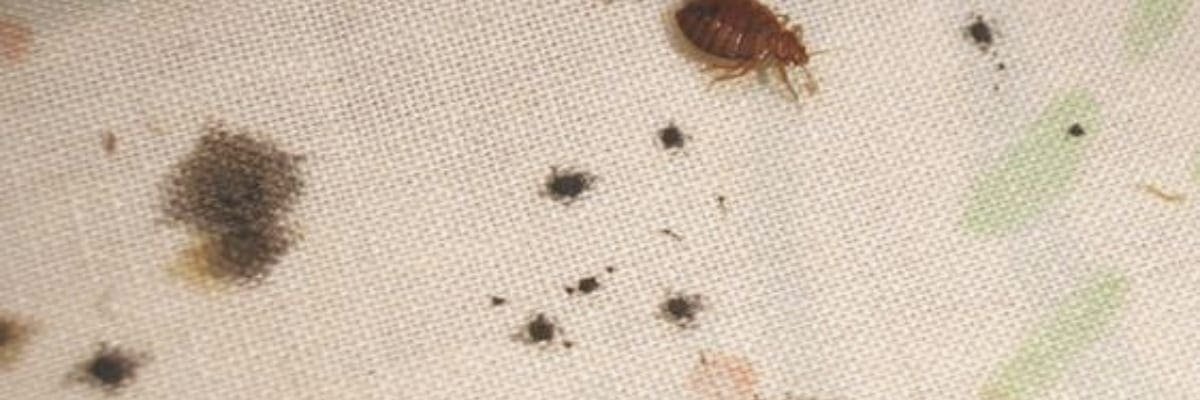 How Do I Know if I Have Bed Bugs? - 7 Signs of Bed Bugs