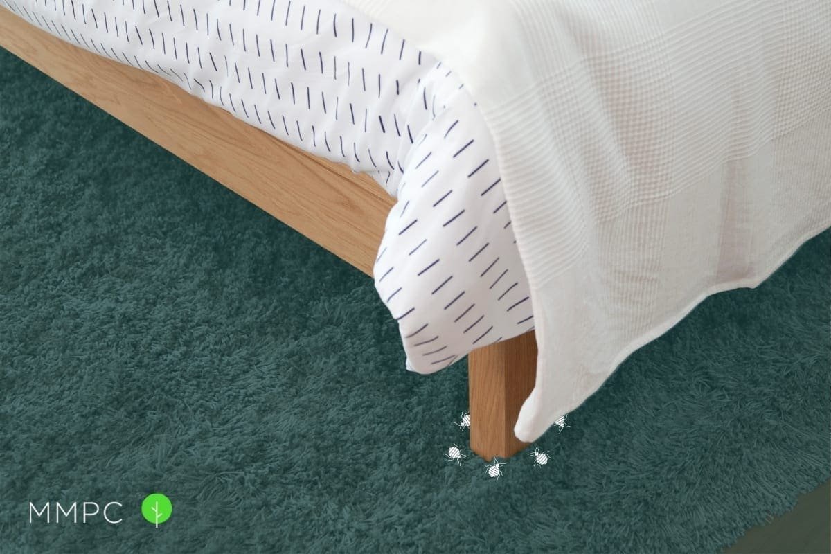 Best Way to Make Bed Bugs Come Out of Hiding? Pest Expert Explains