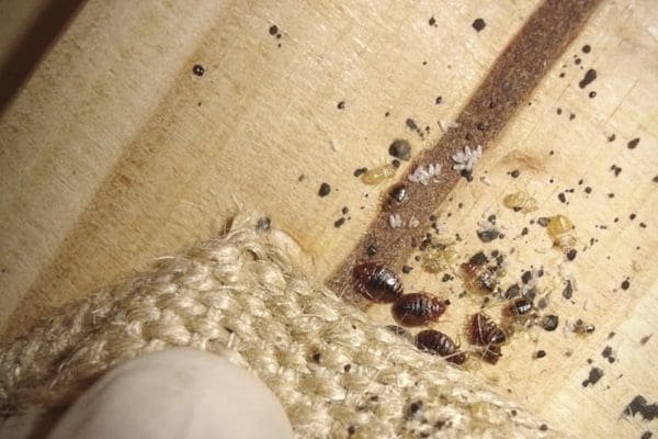 bed bug eggs on a mattress