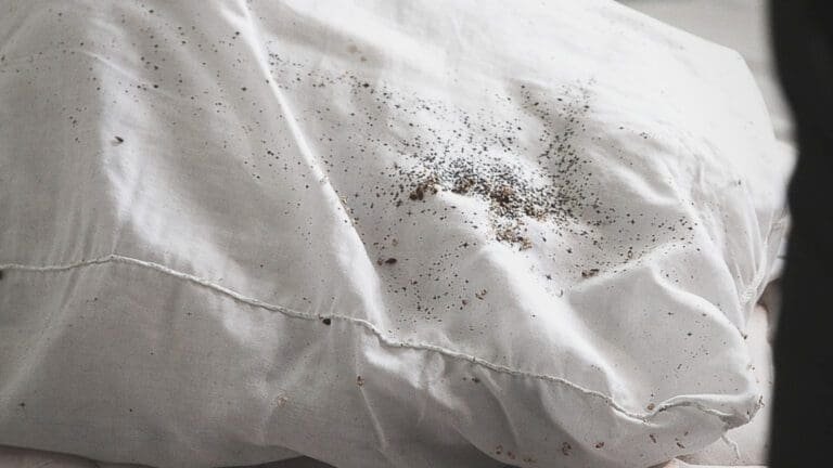 How to Know if You Have Bed Bugs: 7 Early Signs to Look For