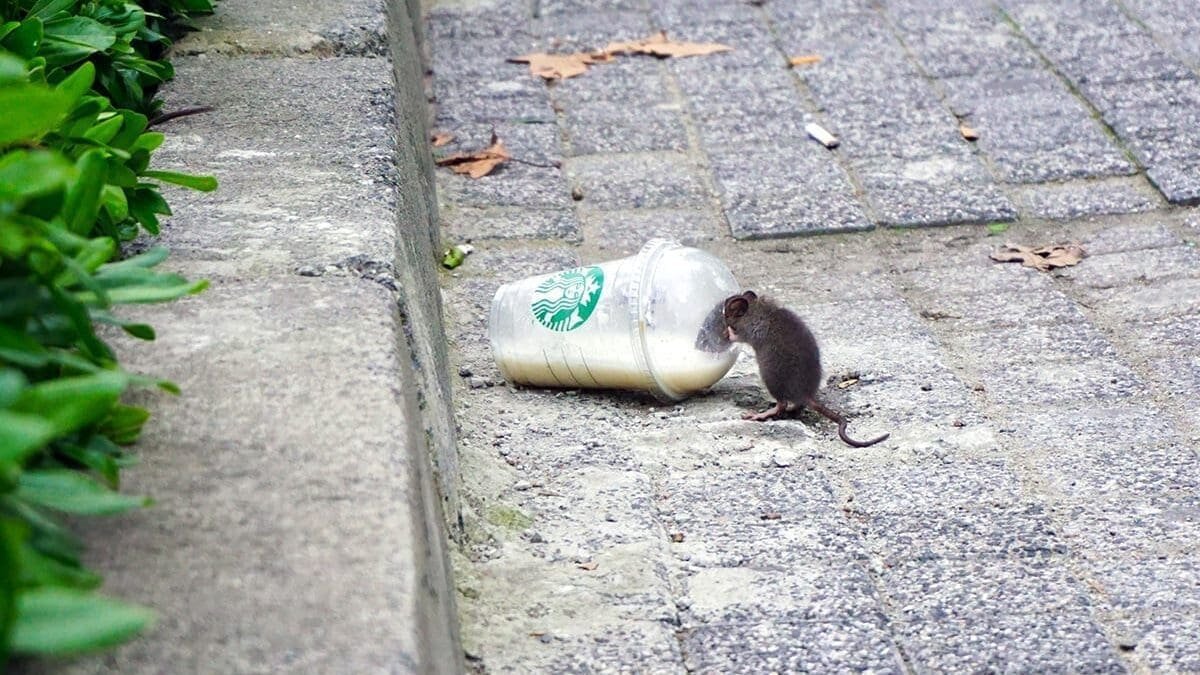 New York City rat drinking out of Starbucks cup on the street
