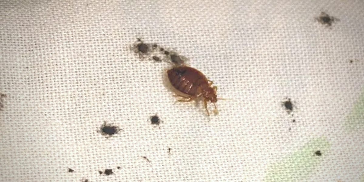 Is It Easy to Find Bed Bugs - Johnson Donen1987