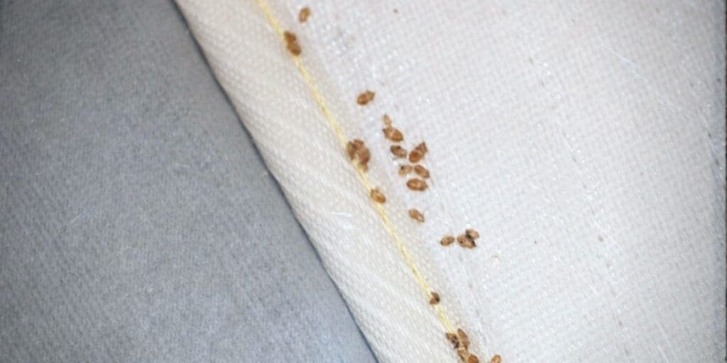Signs of bed bugs include transparent, hollow shed skins or shell casings
