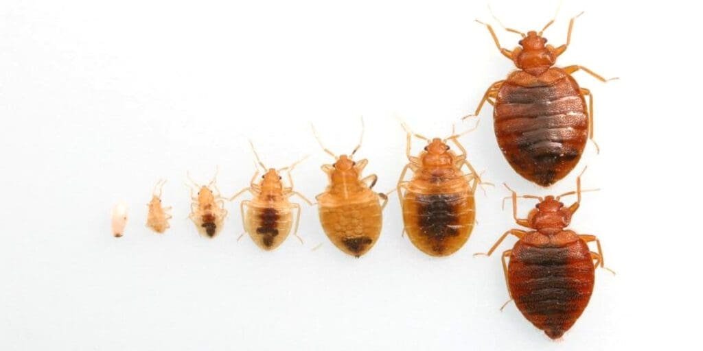 The stages of a bed bugs life cycle from egg through adult. 