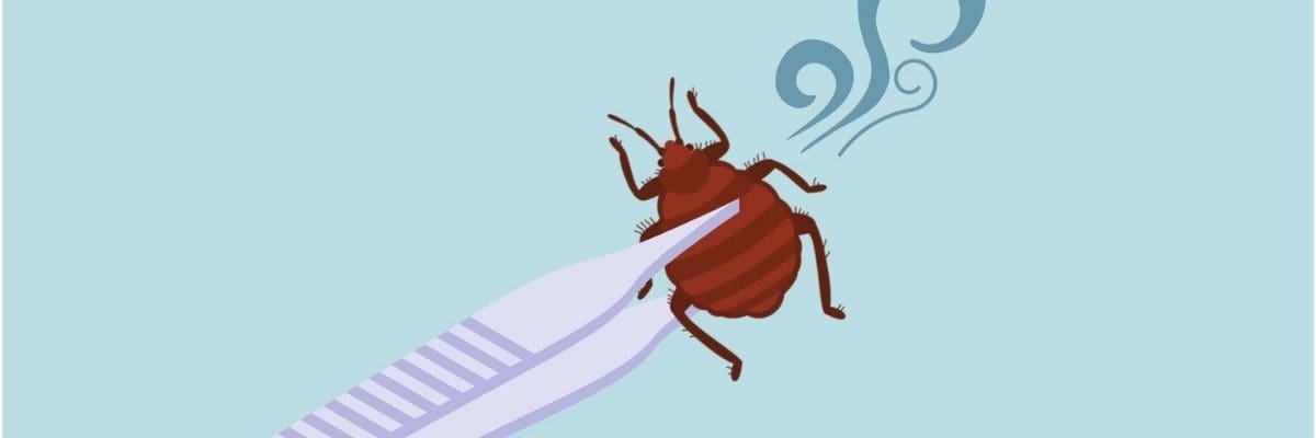 what-do-bed-bugs-smell-like-an-entomologist-explains