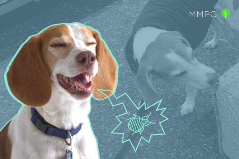 The ABC's of Bed Bug Sniffing Dogs: Accuracy, Benefits, and Costs
