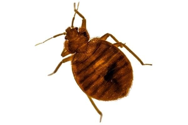 identify bed bug