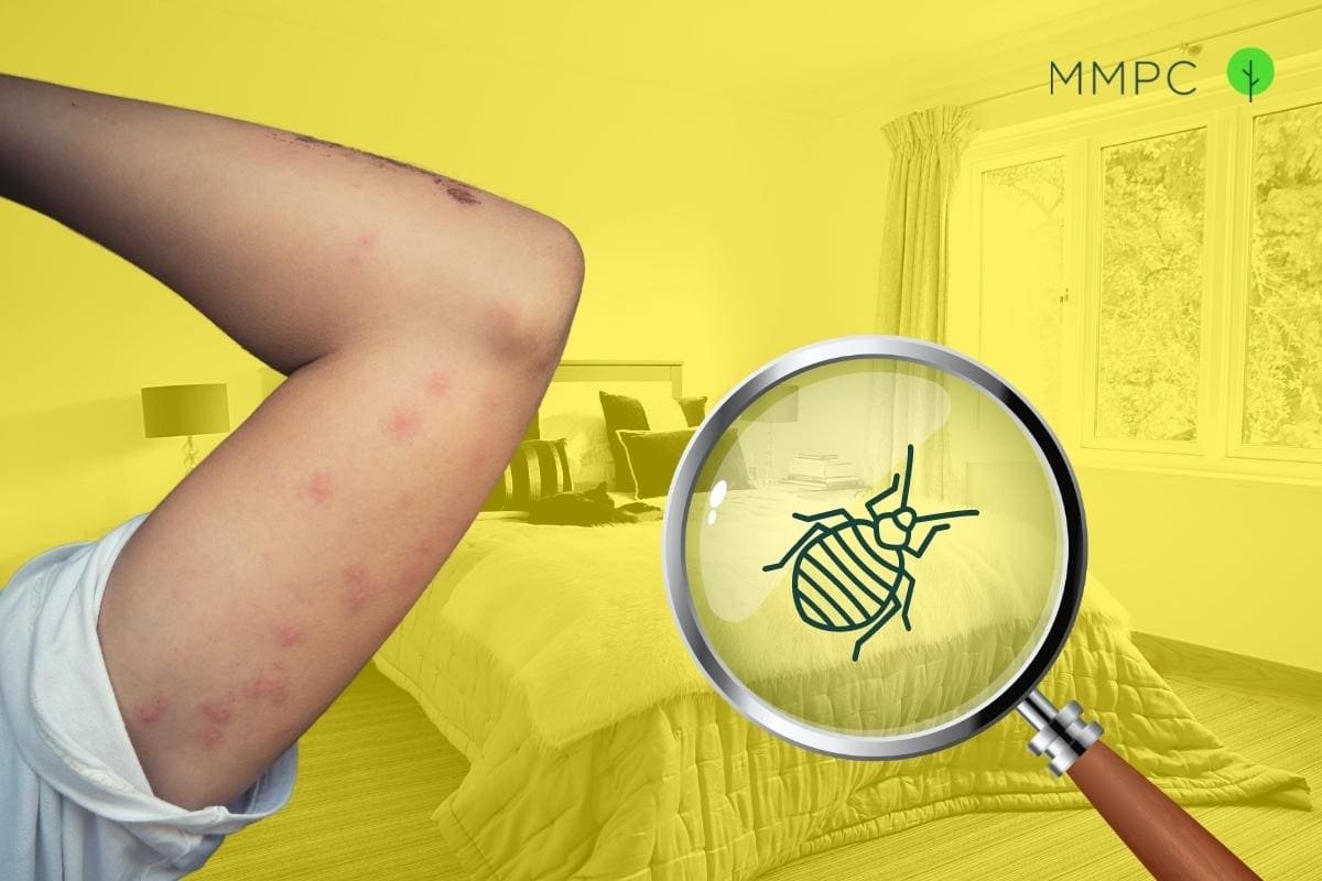 How To Find Bed Bugs During The Day 
