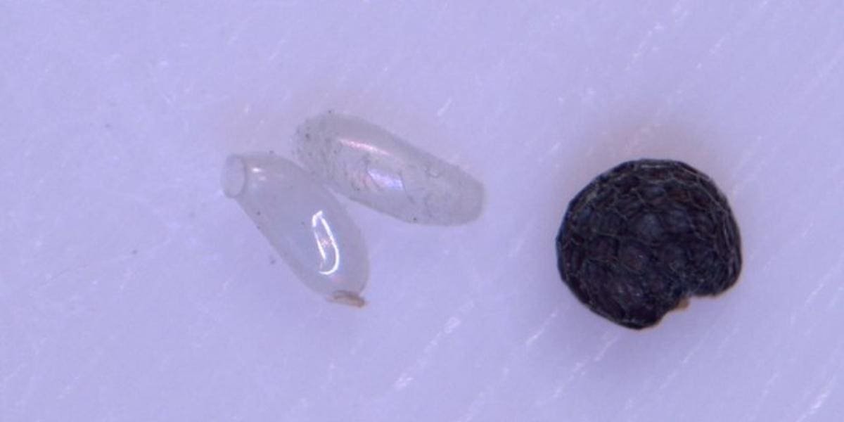 What Do Bed Bug Eggs Look Like? (Pictures)