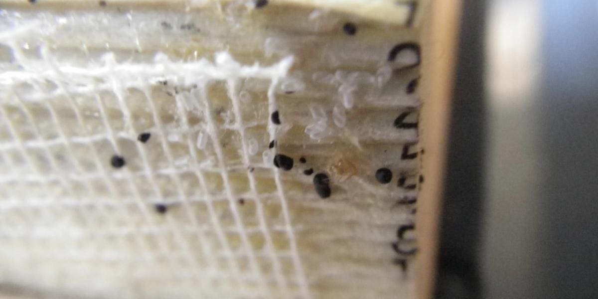 What Do Bed Bug Eggs Look Like? (Pictures)