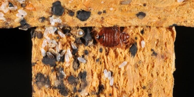 What Do Bed Bug Eggs Look Like Pictures 0019