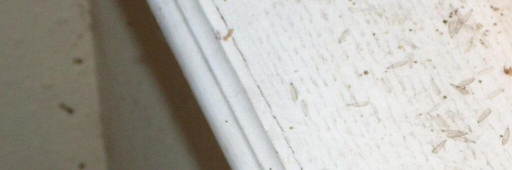 signs of termite damage in drywall