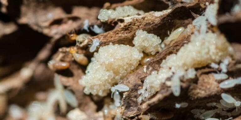 What Do Termite Eggs Look Like?