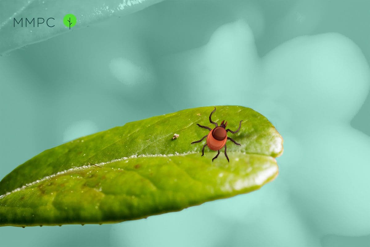 What Do Ticks Look Like?