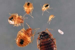 What Do Baby Bed Bugs Look Like? (Pictures & FAQs)