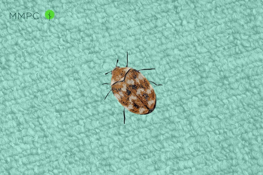 Household pests: Three signs you have carpet beetles and how to get rid of  them