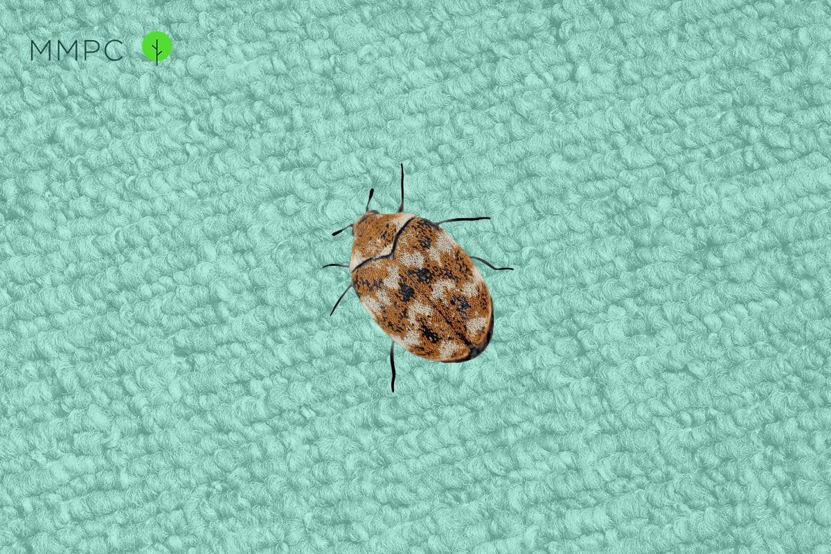 carpet beetle larvae vs bed bugs