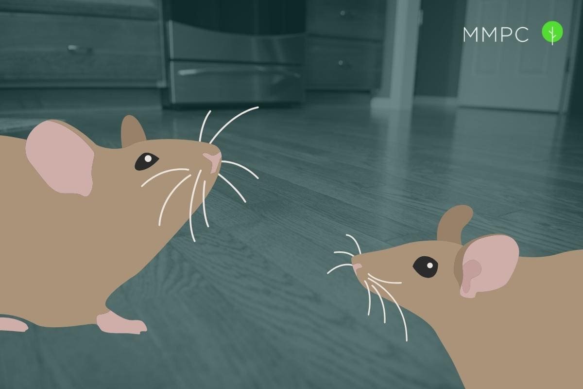 How to Get Rid of Mice in Your Apartment