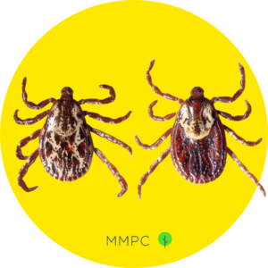 american dog ticks