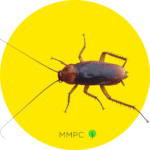 American Cockroach