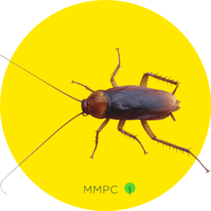 American Cockroach