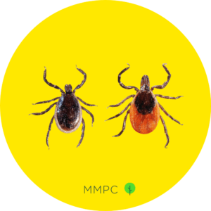 deer ticks