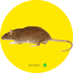 norway rat