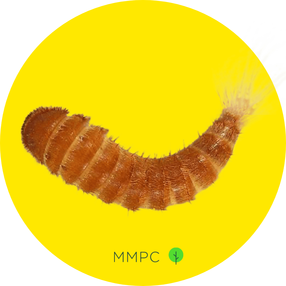black carpet beetle larva