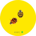Asian Lady Beetles