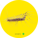 House Centipede