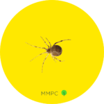 Common House Spider