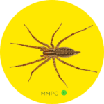 Grass Spider