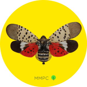 Adult Spotted Lanterfly