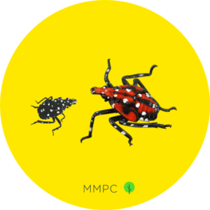 Spotted Lanternfly Nymphs