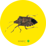 Stink Bug