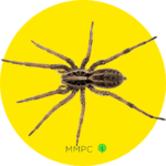 Wolf Spider