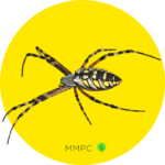 Yellow Garden Spider