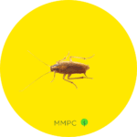 German Cockroach