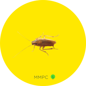 German Cockroach