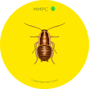 Cockroach Nymph
