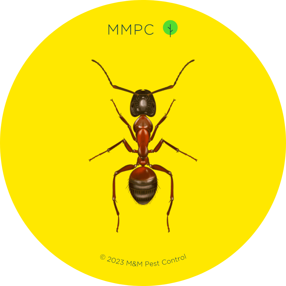 04-Red-Carpenter-Ant.png