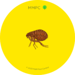 Cat Flea