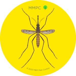 Common Malaria Mosquito