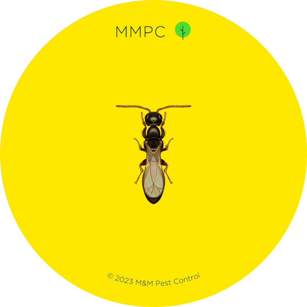Bethylid Wasp