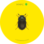 Black Carpet Beetle