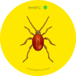 Shiny Spider Beetle