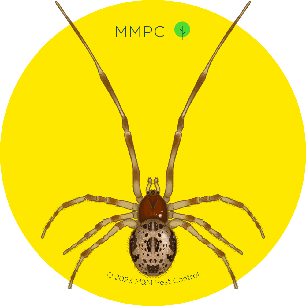 yellow spider