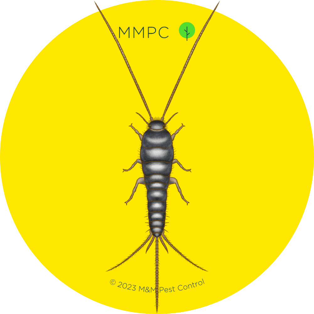 Silverfish